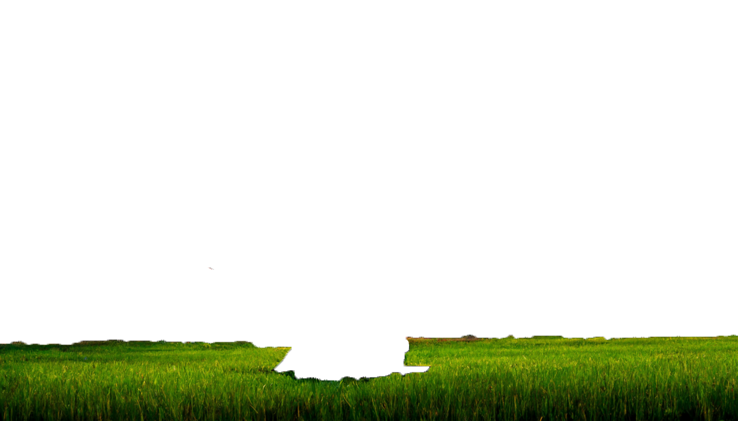 Grass Image